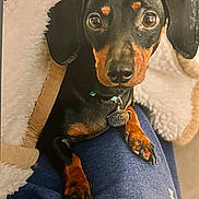 Frankie is registered to the contest to win money with this photo: dog, dachshund, pet, portrait, blanket, lap, paws, collar, tag, eyes, ears, nose, indoor, cozy, fur, close_up, cute, looking_at_camera, fleece, domestic