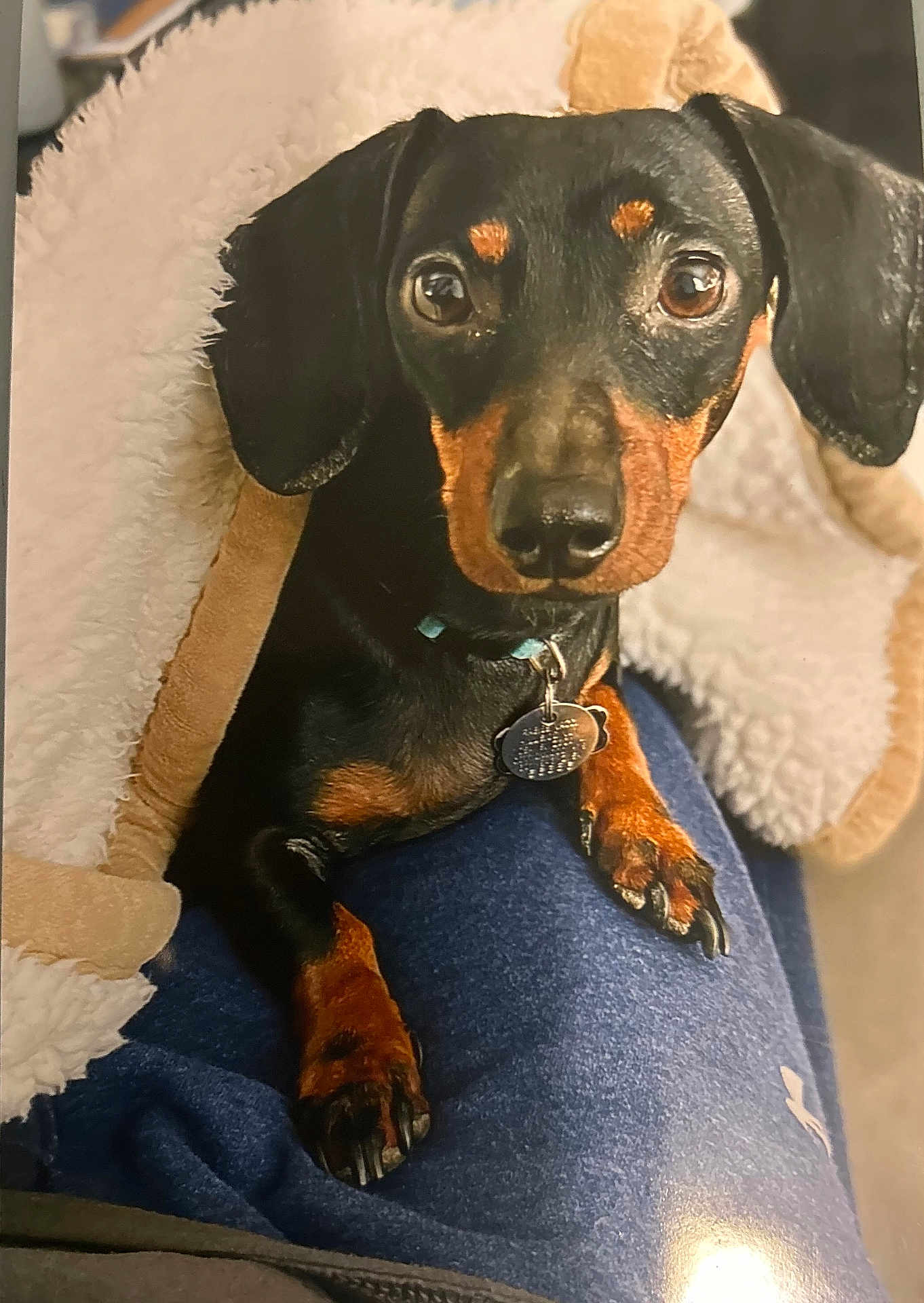 Frankie is registered to the contest to win money with this photo: dog, dachshund, pet, portrait, blanket, lap, paws, collar, tag, eyes, ears, nose, indoor, cozy, fur, close_up, cute, looking_at_camera, fleece, domestic