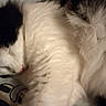 Louna a rejoint le concours — aidez-le/la à gagner de superbes lots ! cat, sleeping, fluffy, black_and_white, fur, pet, cozy, resting, indoor, close_up, animal, whiskers, cute, nap, relaxed, soft, feline, comfort, domestic, peaceful