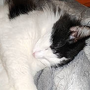 Louna a rejoint le concours — aidez-le/la à gagner de superbes lots ! cat, sleeping, black_and_white, fluffy, pet, domestic_animal, fur, cozy, blanket, resting, cute, indoor, animal, whiskers, relaxation, nap, soft, comfort, closeup, mammal