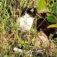 Louna participe au concours pour gagner de l'argent avec cette photo : animal, black_and_white, cat, daylight, feline, grass, greenery, leaf, mammal, nature, outdoor, peaceful, pet, plants, quiet, relaxed, resting, shade, sunlight, wild