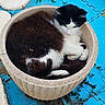 Louna a rejoint le concours — aidez-le/la à gagner de superbes lots ! cat, planter, stone, blue_floor, leaves, outdoor, feline, curled_up, black_and_white, fur, resting, cozy, pet, animal, nature, quiet, round_object, relaxed, sleepy, home_garden
