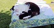 Louna a rejoint le concours — aidez-le/la à gagner de superbes lots ! cat, sleeping, lounge_chair, towel, grass, outdoor, sunny, black_and_white, pet, relaxing, nature, garden, feline, peaceful, resting, daytime, chair, animal, backyard, summer