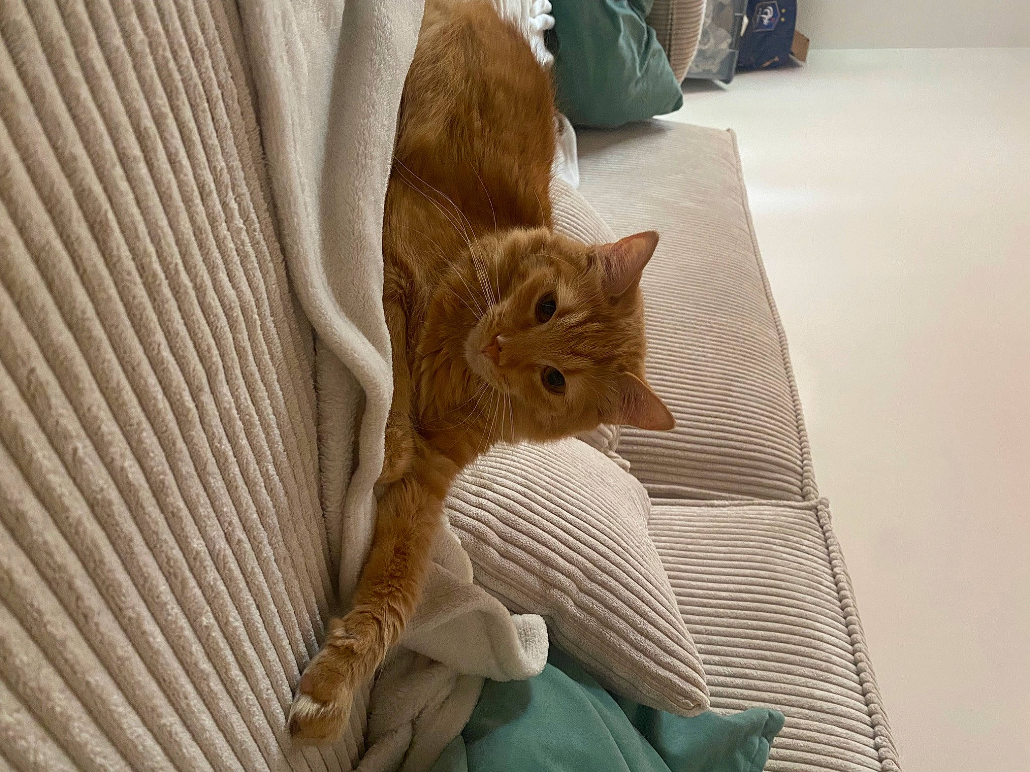 Rio participe au concours pour gagner de l'argent avec cette photo : bedding, carnivore, cat, chair, comfort, domestic_short_haired_cat, fawn, felidae, flooring, fur, hardwood, human_leg, linens, room, sitting, small_to_medium_sized_cats, tail, textile, whiskers, wood