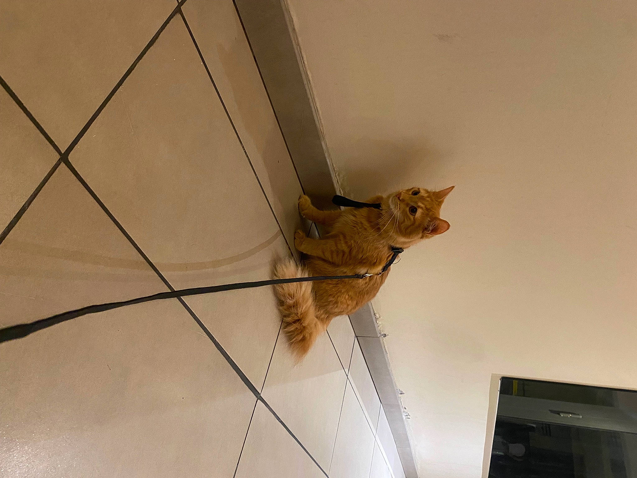 Rio a rejoint le concours — aidez-le/la à gagner de superbes lots ! bicycle_tire, carnivore, cat, ceiling, chair, domestic_short_haired_cat, felidae, flooring, flowerpot, fur, metal, plywood, rim, room, small_to_medium_sized_cats, tail, whiskers, window, wire, wood