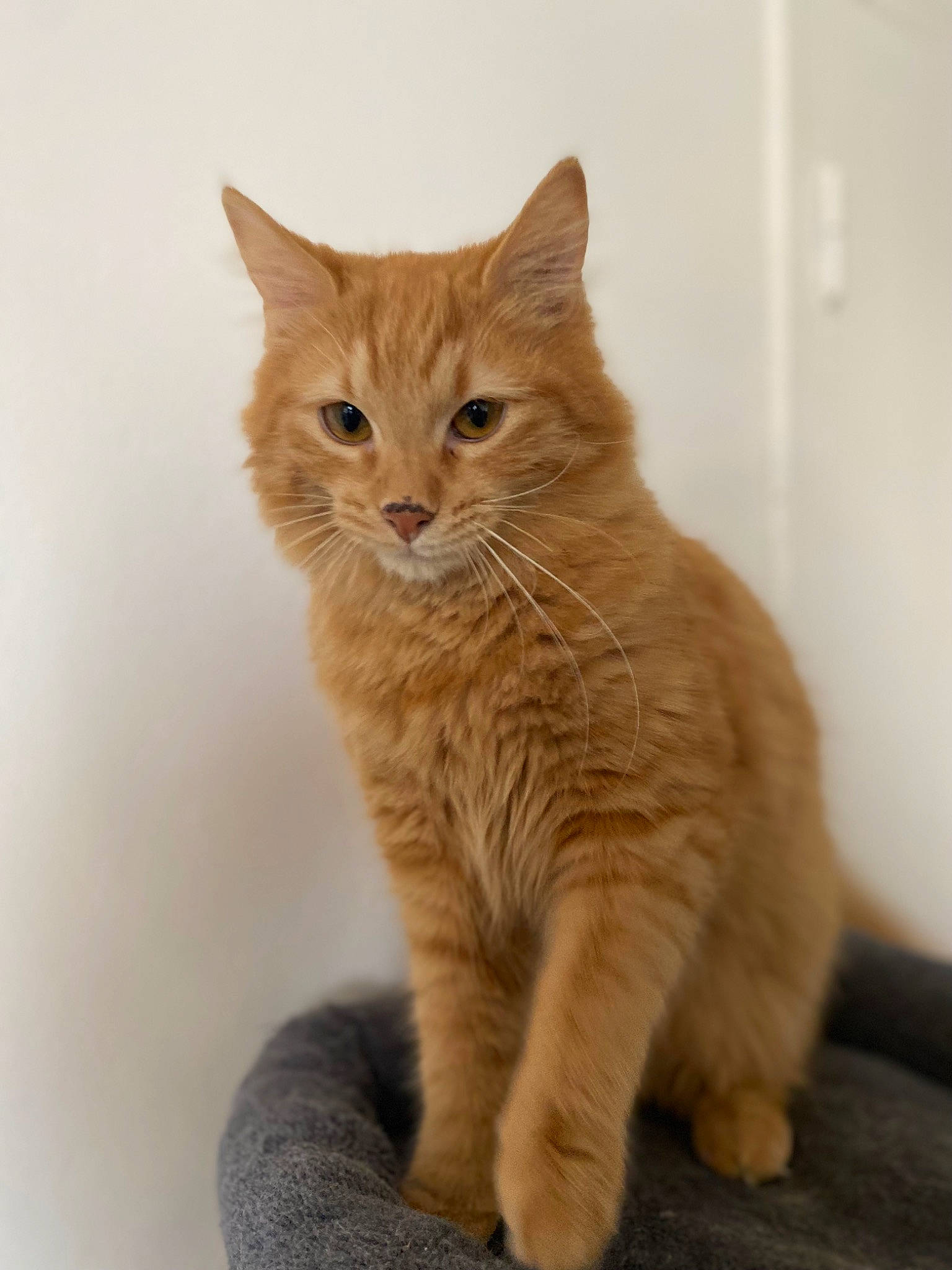 Rio participe au concours pour gagner de l'argent avec cette photo : carnivore, cat, claw, domestic_short_haired_cat, fawn, felidae, flooring, fur, paw, small_to_medium_sized_cats, snout, tail, terrestrial_animal, whiskers, window, wood