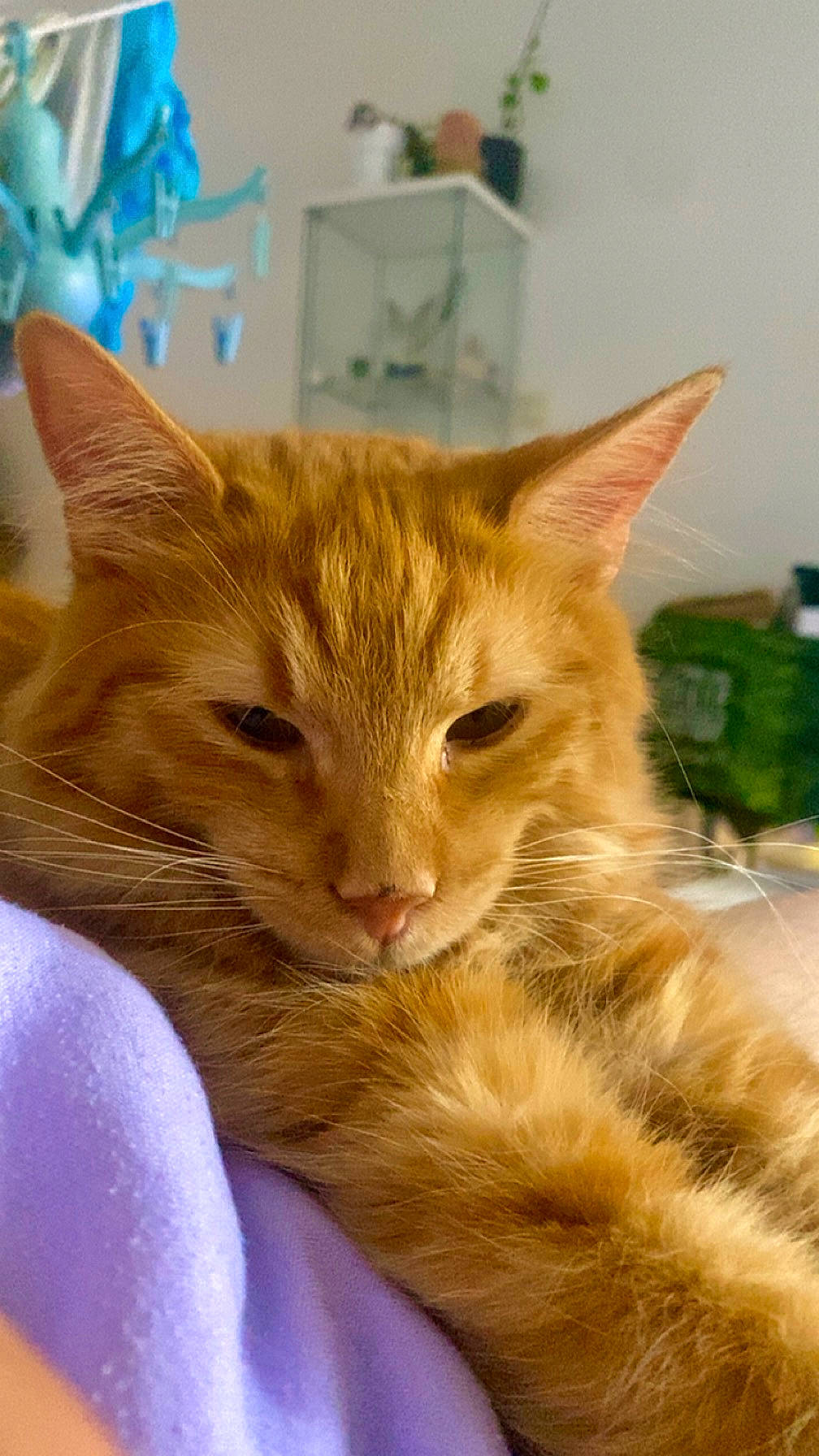 Rio a rejoint le concours — aidez-le/la à gagner de superbes lots ! carnivore, cat, claw, comfort, domestic_short_haired_cat, fawn, felidae, fur, paw, small_to_medium_sized_cats, snout, tail, whiskers, window