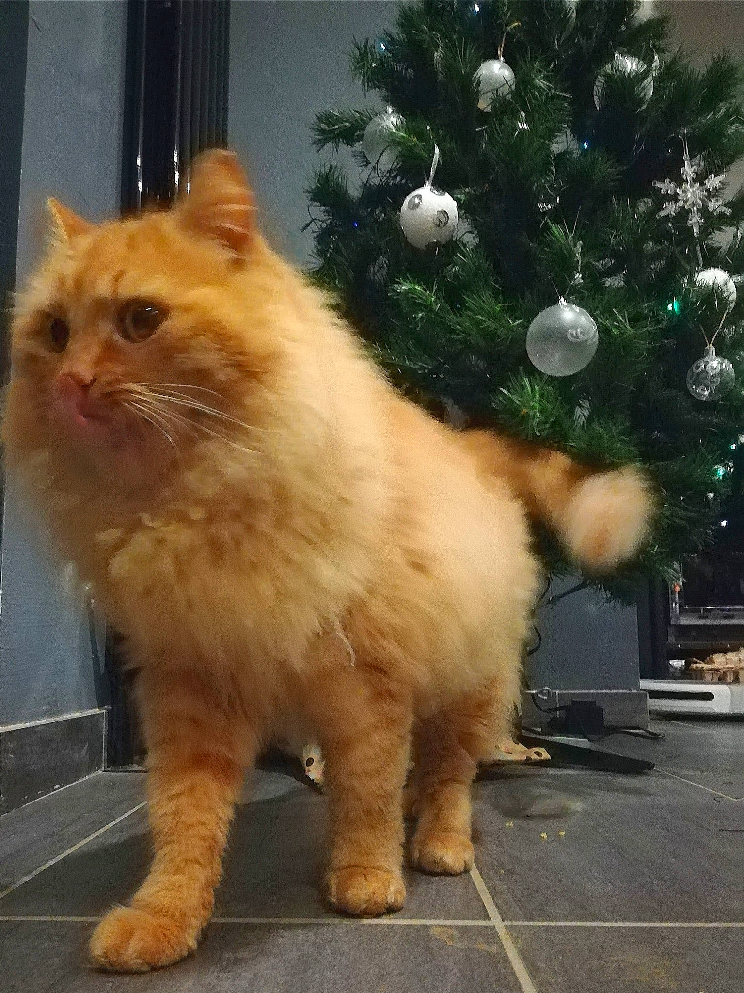 Timba a rejoint le concours — aidez-le/la à gagner de superbes lots ! british_semi_longhair, carnivore, cat, christmas, christmas_decoration, christmas_eve, christmas_lights, christmas_ornament, christmas_tree, fawn, felidae, fur, holiday, holiday_ornament, peach, small_to_medium_sized_cats, snout, tail, vertebrate, whiskers