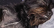 Charlie is registered to the contest to win money with this photo: dog, sleeping, blanket, indoor, cozy, fur, black_dog, pet, resting, comfort, fireplace, home, relaxation, closeup, napping, cute, animal, soft, warm, furniture