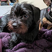 Charlie is registered to the contest to win money with this photo: dog, black_dog, small_dog, scruffy_dog, blanket, purple_blanket, indoor, pet, animal, fur, face, ear, lying_down, close_up, cozy, resting, companion, cute, two_dogs, domestic_animal