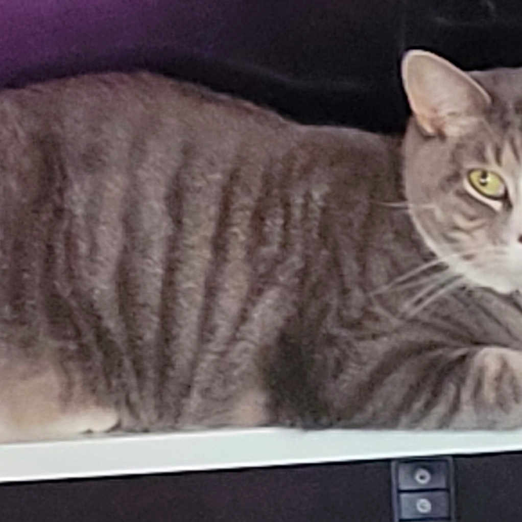 Taquito