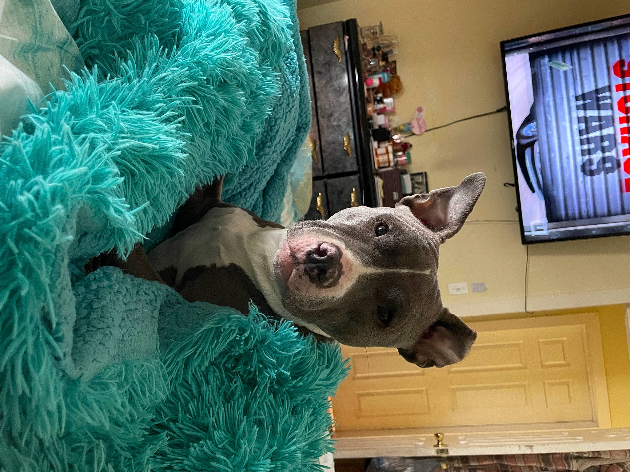 Nala is registered to the contest to win money with this photo: art, carnivore, costume, display_device, dog_breed, event, fictional_character, fur, natural_material, picture_frame, sculpture, snout, sporting_group, statue, television, visual_arts, wood, working_animal