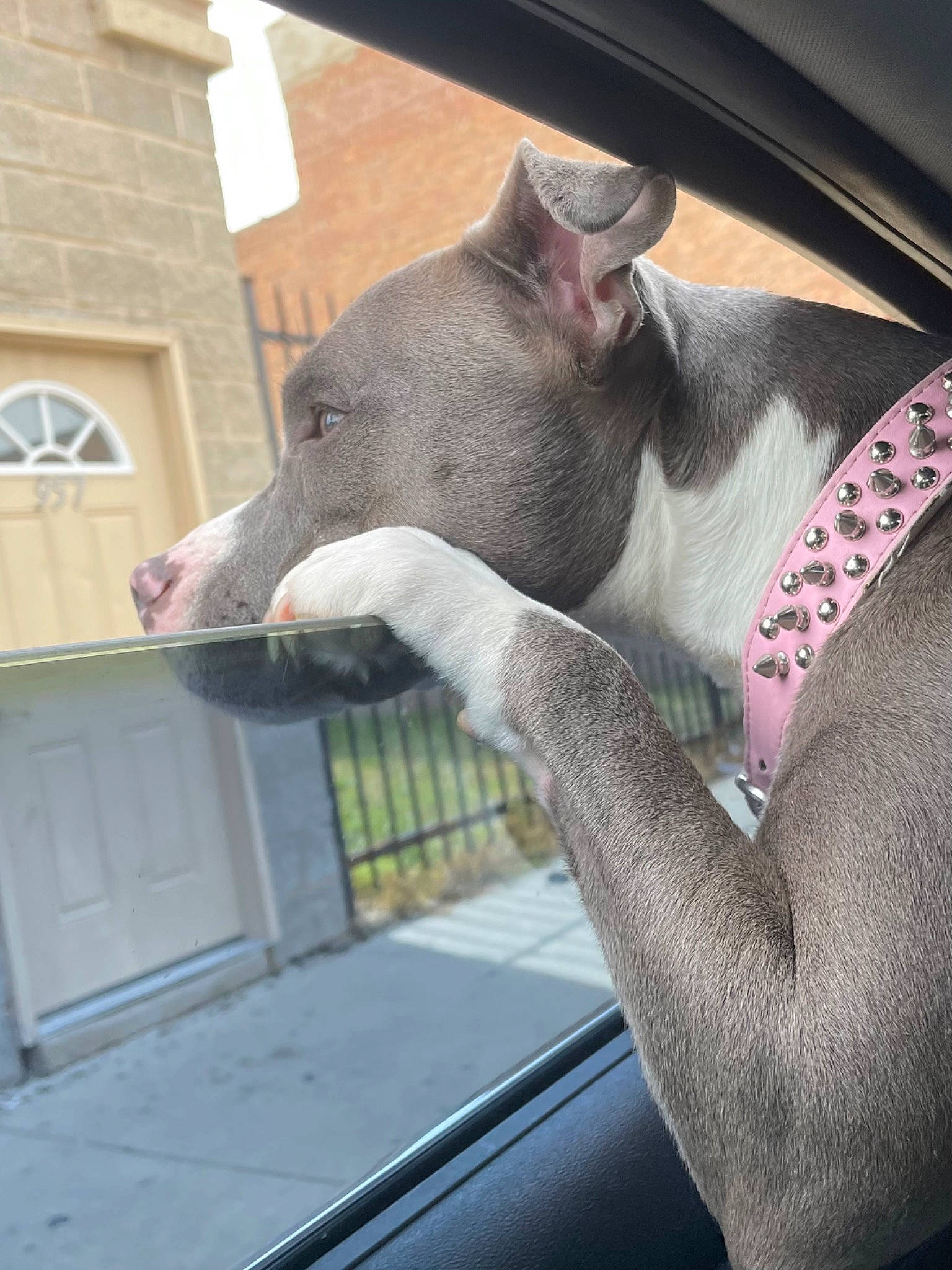 Nala is registered to the contest to win money with this photo: carnivore, collar, comfort, dog_breed, door, fawn, felidae, gesture, grey, human_leg, mammal, pet_supply, small_to_medium_sized_cats, snout, tail, vertebrate, whiskers, window, windshield, working_animal