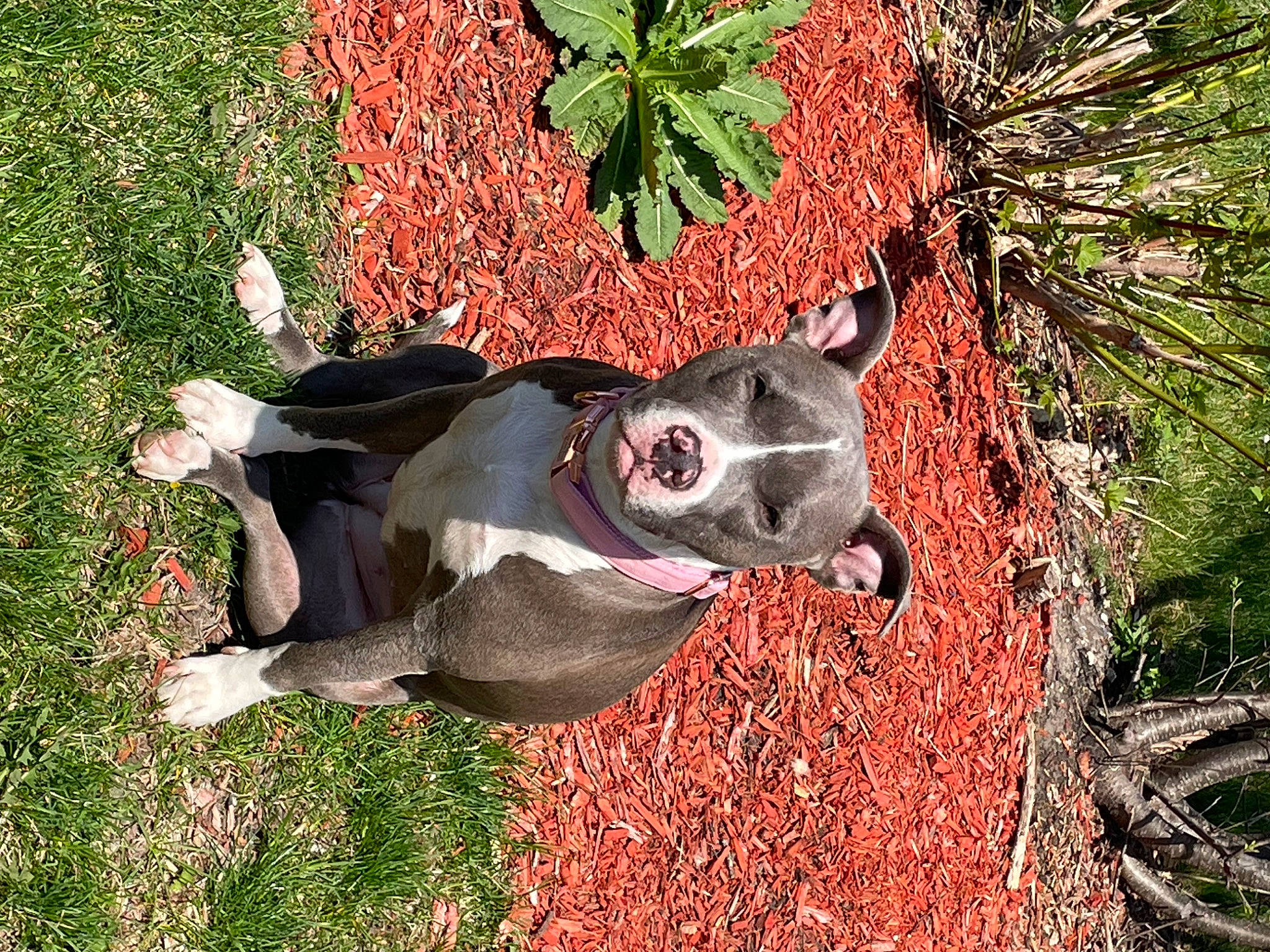 Nala is registered to the contest to win money with this photo: art, botany, carnivore, dog, dog_breed, fawn, grass, groundcover, plant, red, sculpture, snout, sporting_group, sunglasses, terrestrial_plant, tree, trunk, twig, wood, working_animal