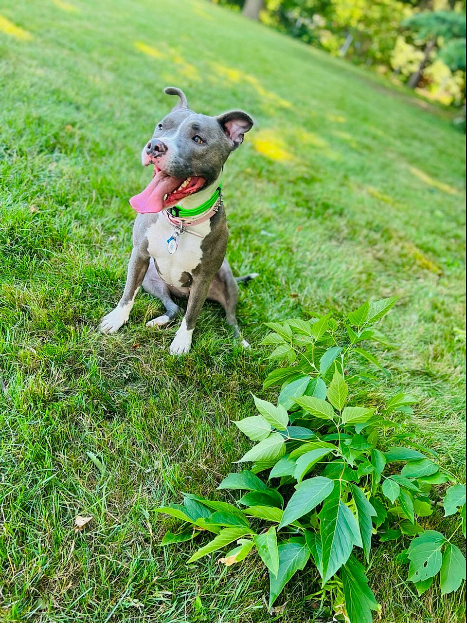 Nala joined the competition — help win amazing prizes! adventure, carnivore, collar, companion_dog, dog, dog_breed, dog_collar, dog_supply, fawn, grass, grassland, groundcover, lawn, leash, plant, shrub, snout, tail, tree, working_animal