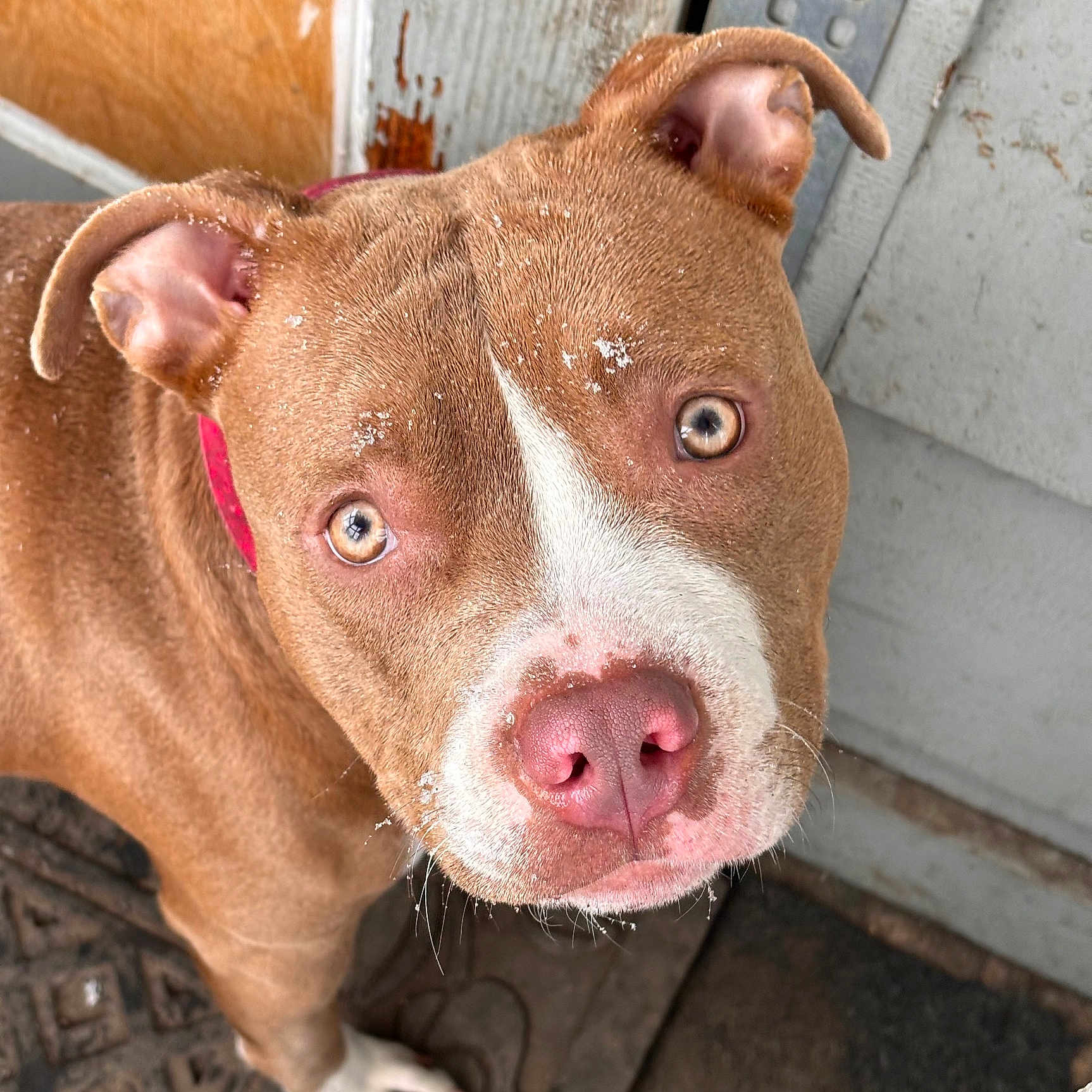 Coco