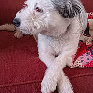 Rosy is registered to the contest to win money with this photo: dog, couch, pet, white_dog, crossed_paws, indoor, fur, relaxed, quilt, red_couch, animal, companion, paw, side_view, furry, domestic_animal, looking_away, cute, calm, household