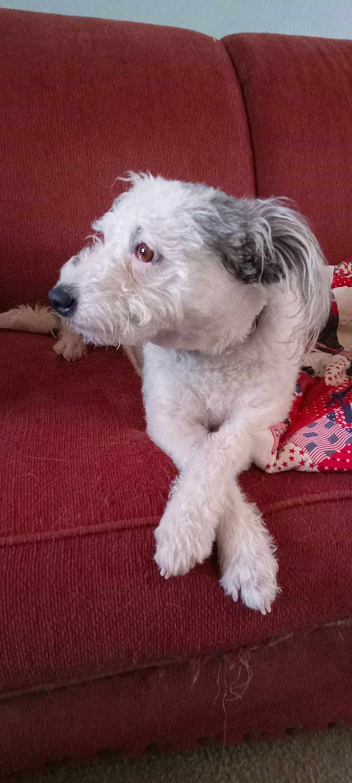 Rosy is registered to the contest to win money with this photo: dog, couch, pet, white_dog, crossed_paws, indoor, fur, relaxed, quilt, red_couch, animal, companion, paw, side_view, furry, domestic_animal, looking_away, cute, calm, household