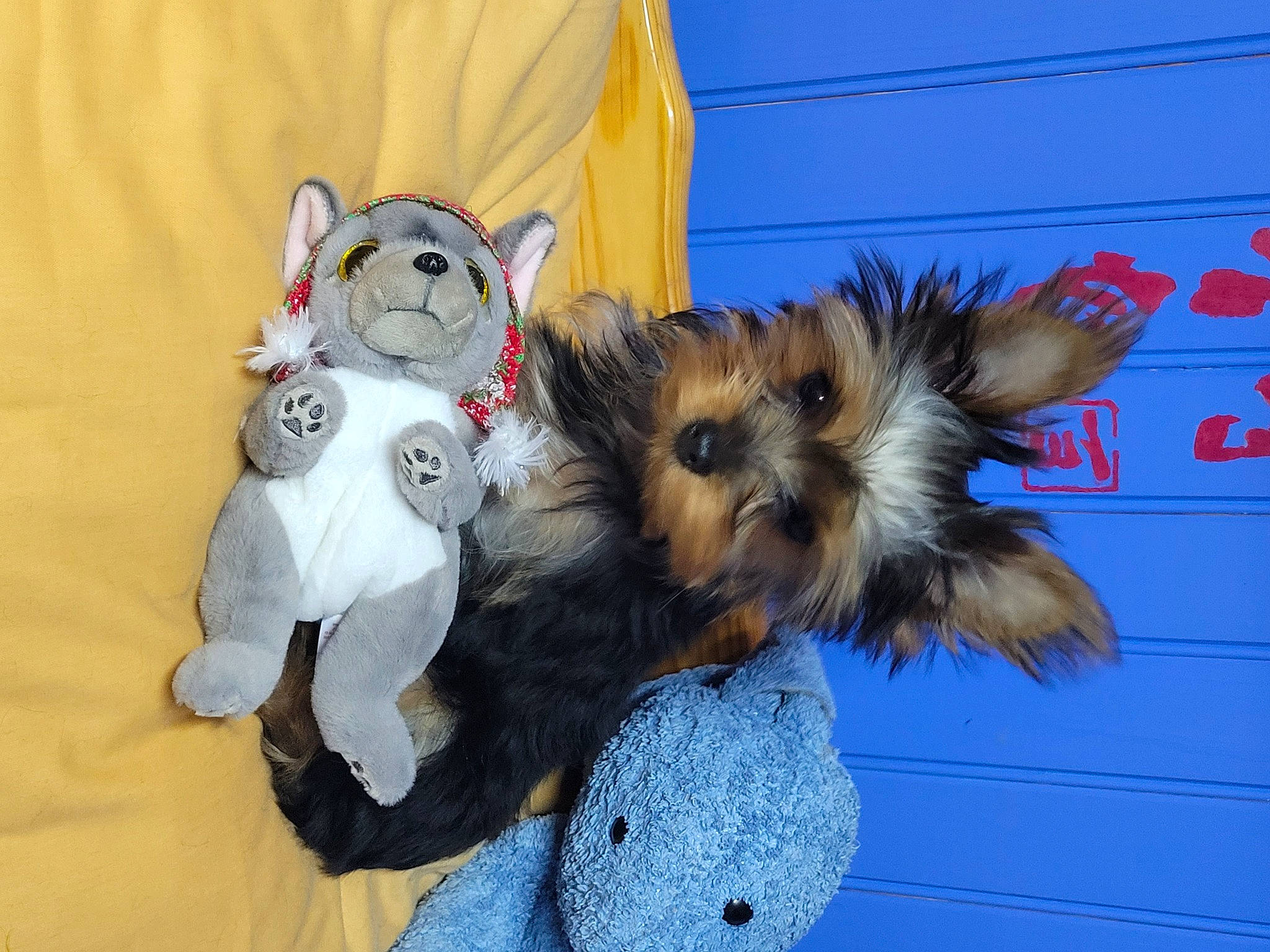 Thalia a rejoint le concours — aidez-le/la à gagner de superbes lots ! canidae, carnivore, companion_dog, dog, dog_breed, dog_clothes, dog_supply, fawn, felidae, fur, paw, small_terrier, snout, sporting_group, stuffed_toy, tail, toy, toy_dog, whiskers, working_animal