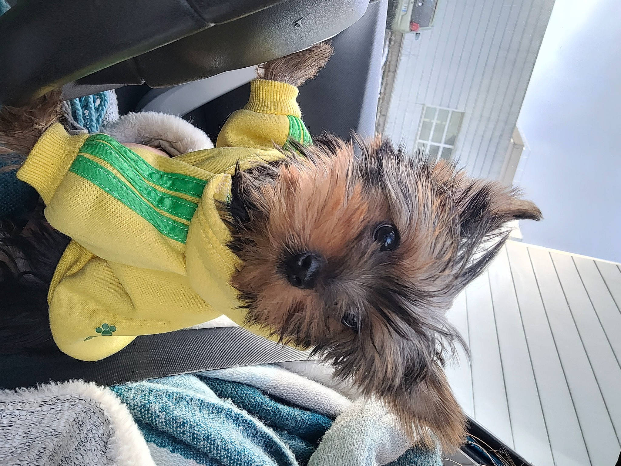 Thalia a rejoint le concours — aidez-le/la à gagner de superbes lots ! biewer_terrier, canidae, carnivore, comfort, companion_dog, dog, dog_breed, dog_supply, fawn, fur, liver, puppy, small_terrier, snout, sporting_group, terrestrial_animal, terrier, toy_dog, working_animal, yorkipoo