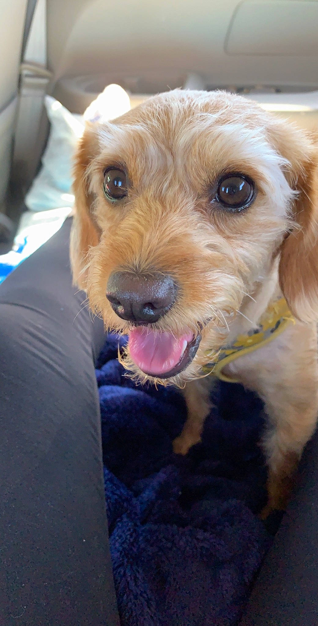 Lucy June Mass is registered to the contest to win money with this photo: australian_terrier, cairn_terrier, canidae, carnivore, companion_dog, dog, dog_breed, dutch_smoushond, fawn, fox_terrier, mammal, norfolk_terrier, rare_breed_dog, snout, sporting_group, sporting_lucas_terrier, terrier, vertebrate