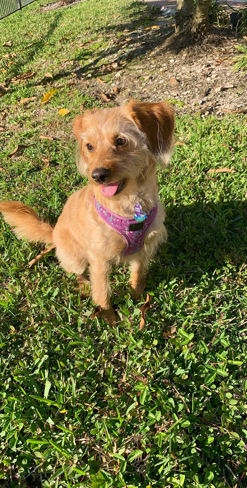 Lucy June Mass joined the competition — help win amazing prizes! canidae, carnivore, companion_dog, dog, dog_breed, fawn, grass, mammal, puppy, sporting_group, styrian_coarse_haired_hound, terrier, vertebrate