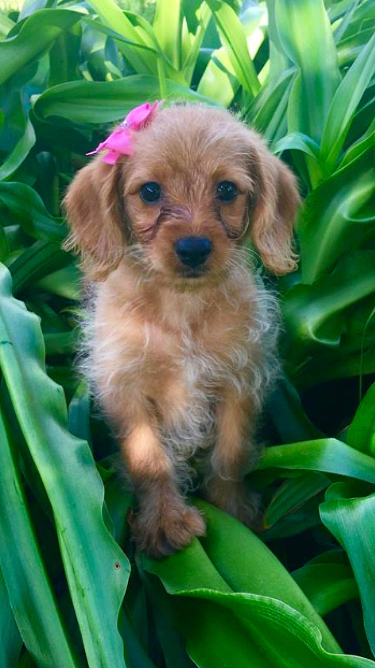 Lucy June Mass joined the competition — help win amazing prizes! canidae, carnivore, cavachon, cavapoo, cockapoo, cocker_spaniel, companion_dog, dog, dog_breed, liver, mammal, poodle_crossbreed, puppy, rainforest, rare_breed_dog, schnoodle, spaniel, sporting_group, vertebrate, yorkipoo