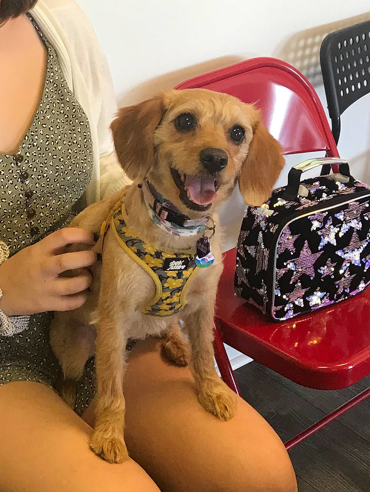 Lucy June Mass joined the competition — help win amazing prizes! canidae, carnivore, cocker_spaniel, companion_dog, dog, dog_breed, fawn, mammal, puppy, puppy_love, sporting_group