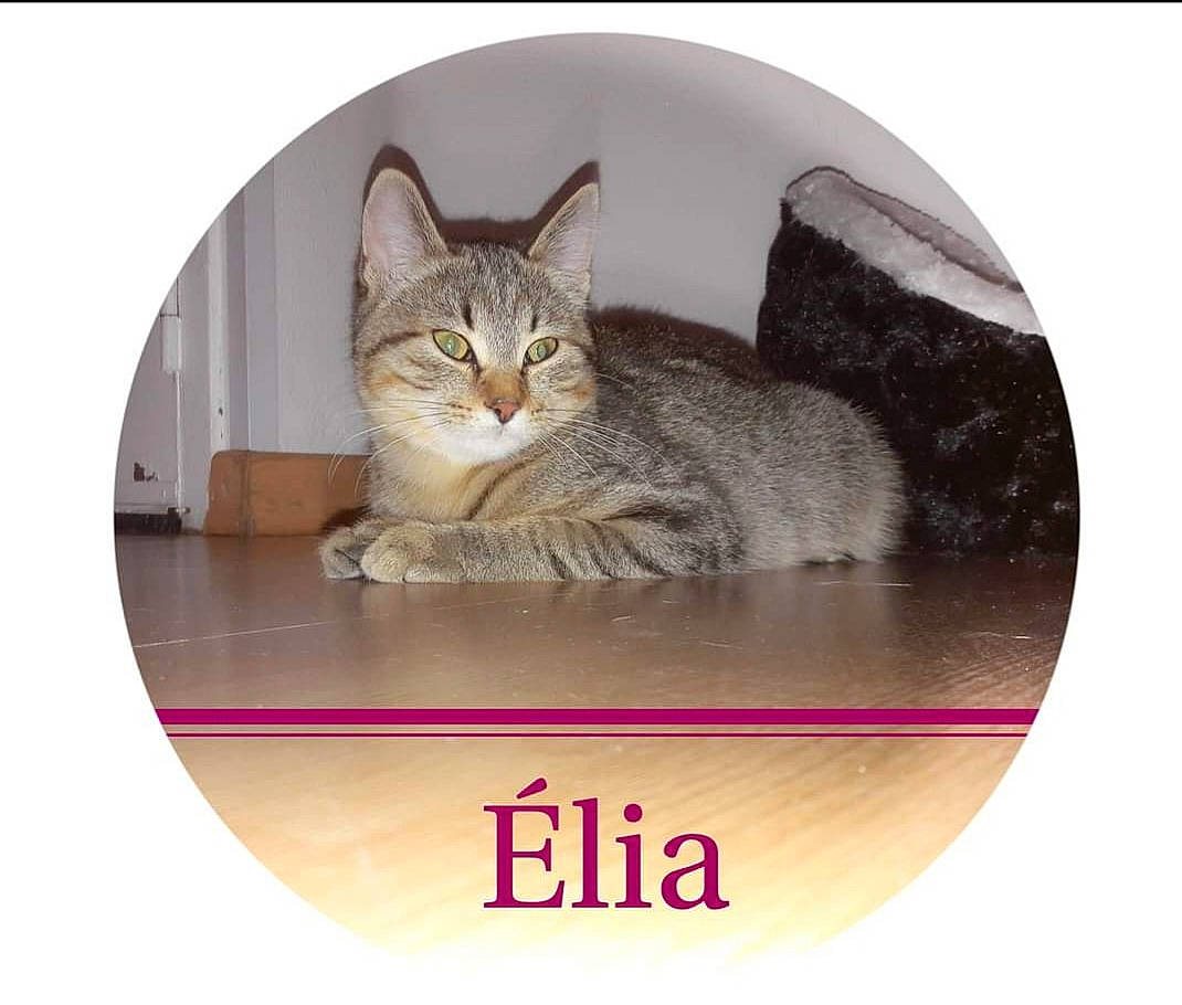 Elia a rejoint le concours — aidez-le/la à gagner de superbes lots ! carnivore, cat, cat_bed, cat_supply, circle, comfort, dishware, domestic_short_haired_cat, fashion_accessory, felidae, font, fur, pet_supply, photo_caption, plate, serveware, small_to_medium_sized_cats, snout, tail, whiskers