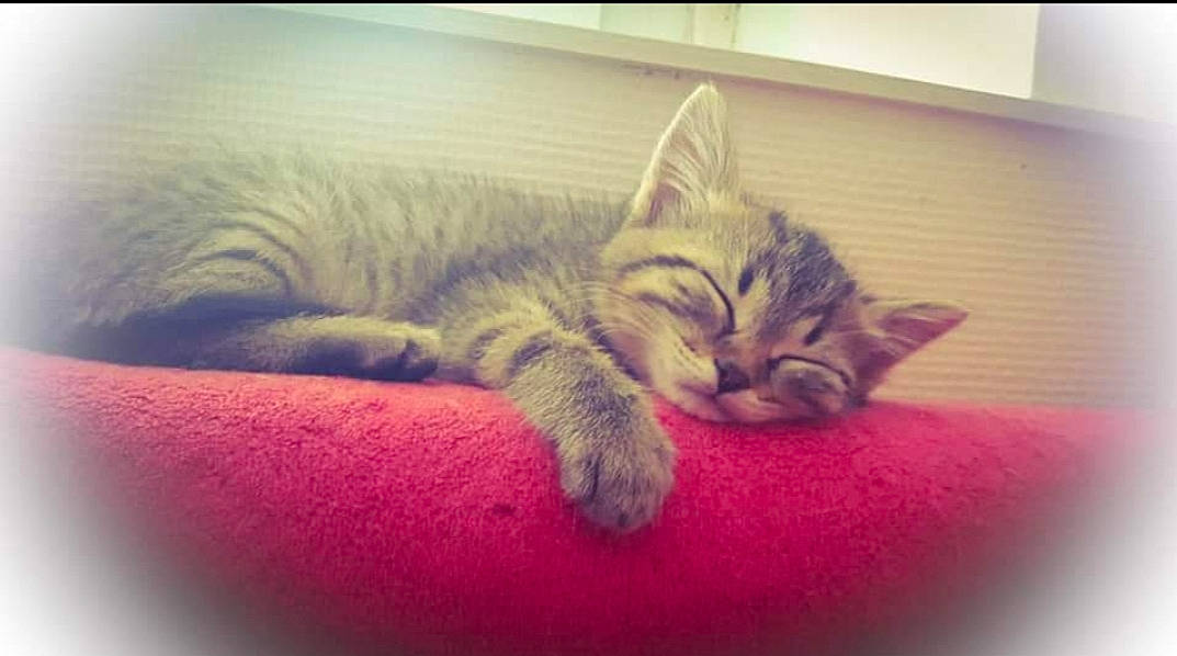 Elia participe au concours pour gagner de l'argent avec cette photo : beauty, carnivore, cat, claw, comfort, domestic_short_haired_cat, eye, felidae, fur, mammal, nap, paw, rectangle, sky, small_to_medium_sized_cats, snout, square, tail, vertebrate, whiskers