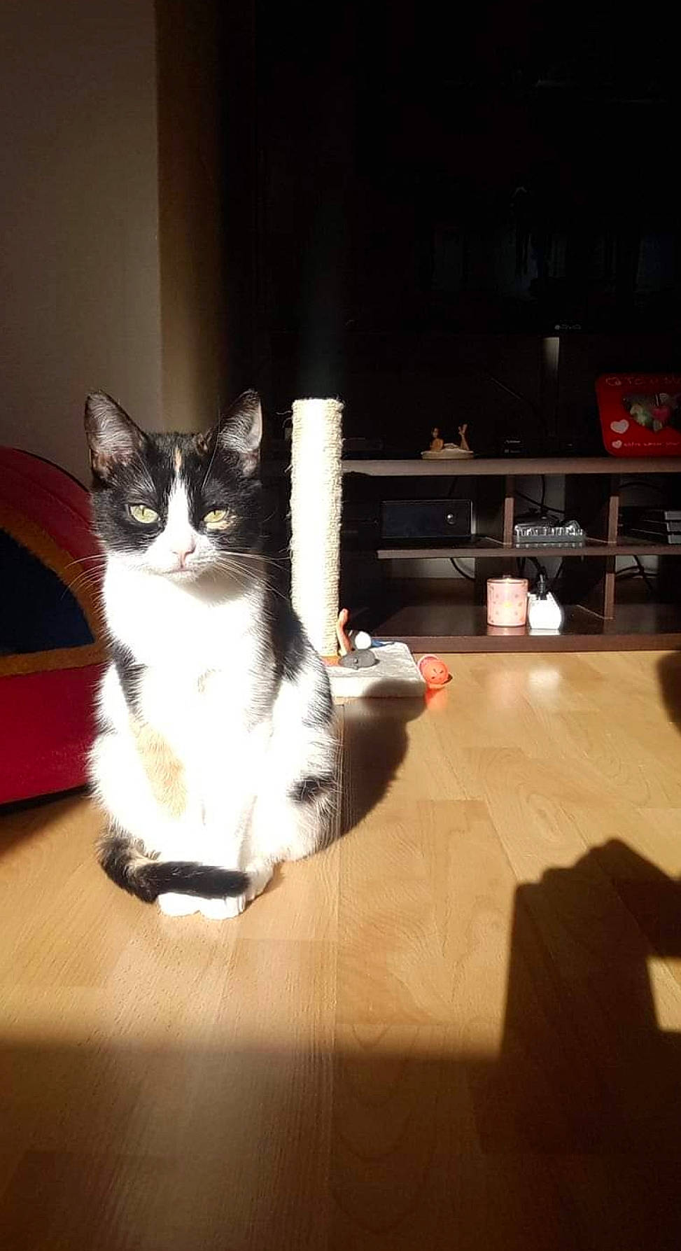 Naya a rejoint le concours — aidez-le/la à gagner de superbes lots ! carnivore, cat, comfort, couch, domestic_short_haired_cat, felidae, floor, flooring, fur, hardwood, laminate_flooring, living_room, paw, small_to_medium_sized_cats, table, tail, television, whiskers, wood, wood_flooring