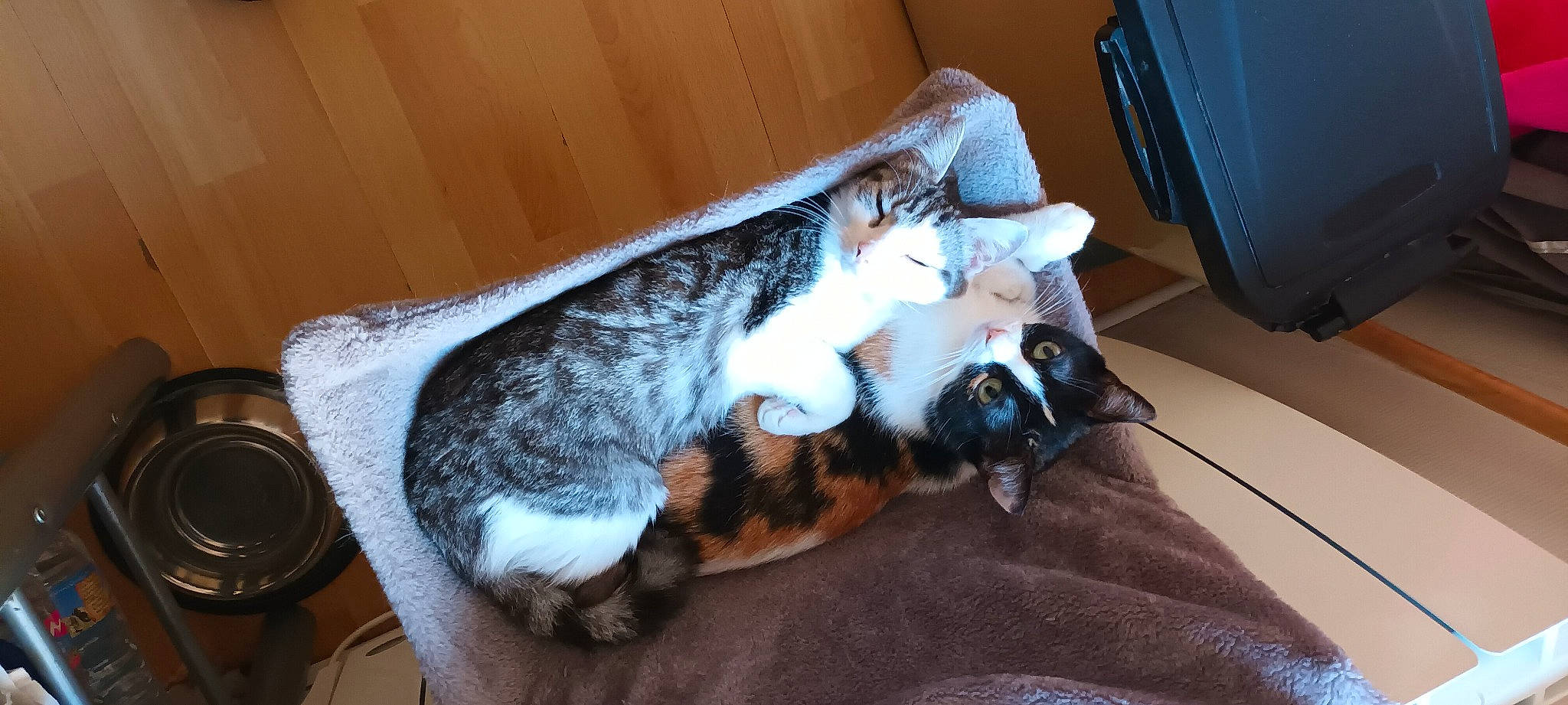 Naya a rejoint le concours — aidez-le/la à gagner de superbes lots ! carnivore, cat, claw, comfort, couch, domestic_short_haired_cat, felidae, fur, hardwood, lap, nap, paw, room, small_to_medium_sized_cats, snout, tail, whiskers, wood