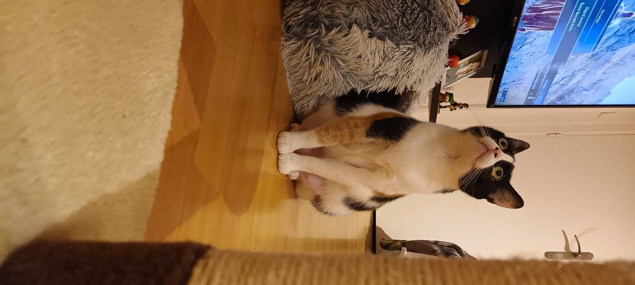 Naya participe au concours pour gagner de l'argent avec cette photo : canidae, carnivore, comfort, companion_dog, dog, dog_breed, fawn, felidae, floor, flooring, fur, hardwood, laminate_flooring, paw, small_to_medium_sized_cats, tail, whiskers, wood, wood_flooring, working_animal