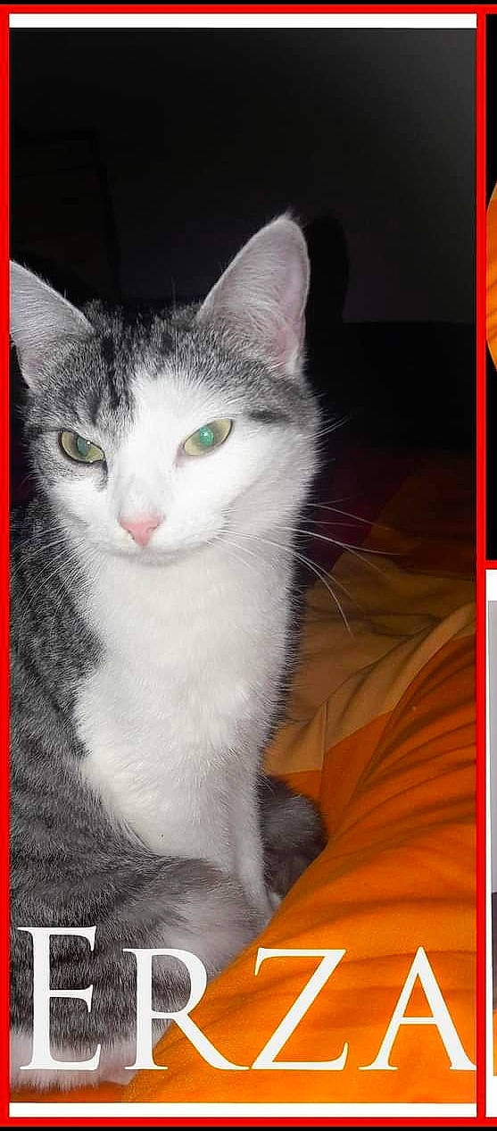 Erza a rejoint le concours — aidez-le/la à gagner de superbes lots ! carnivore, cat, domestic_short_haired_cat, eye, felidae, fur, iris, paw, photo_caption, small_to_medium_sized_cats, snout, whiskers