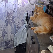 Oggy participe au concours pour gagner de l'argent avec cette photo : cat, curtains, domestic, drawer, fan, feline, floor, fur, furniture, home, indoor, kitchen_counter, light, looking_at_camera, lying_down, orange_cat, pet, relaxed, trash_bag, window