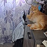 cat, curtains, domestic, drawer, fan, feline, floor, fur, furniture, home, indoor, kitchen_counter, light, looking_at_camera, lying_down, orange_cat, pet, relaxed, trash_bag, window