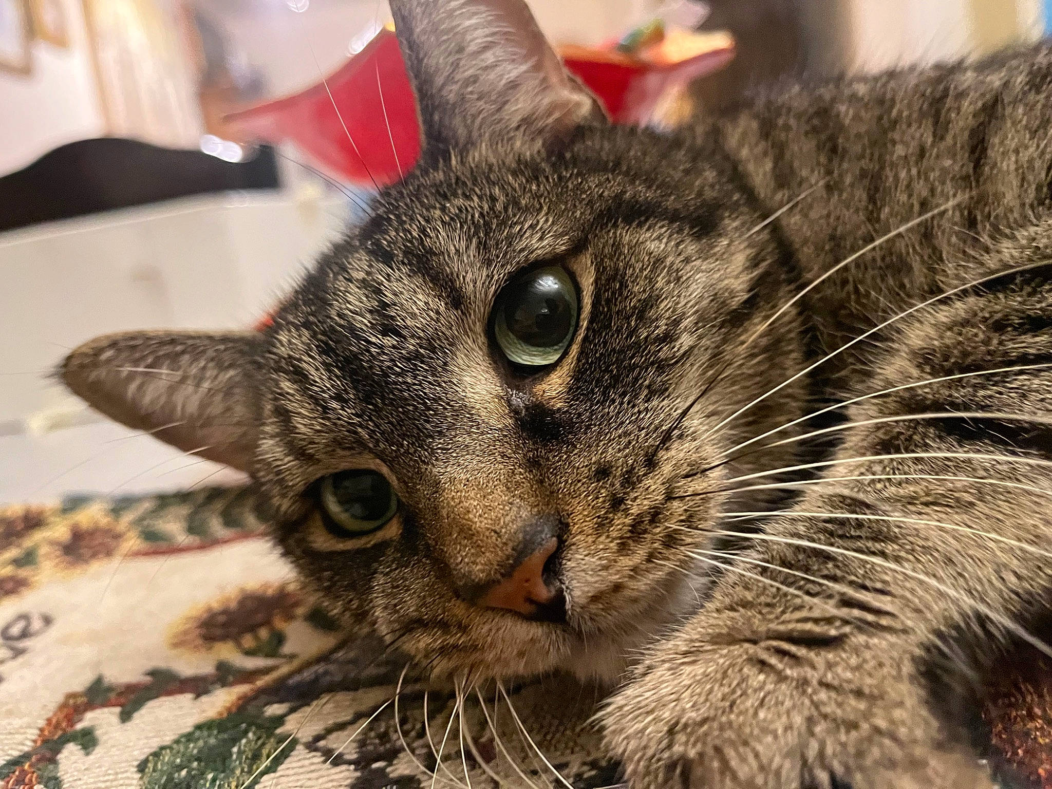 Simba is registered to the contest to win money with this photo: carnivore, cat, claw, domestic_short_haired_cat, felidae, fur, paw, small_to_medium_sized_cats, snout, terrestrial_animal, tree, whiskers, wildlife, window