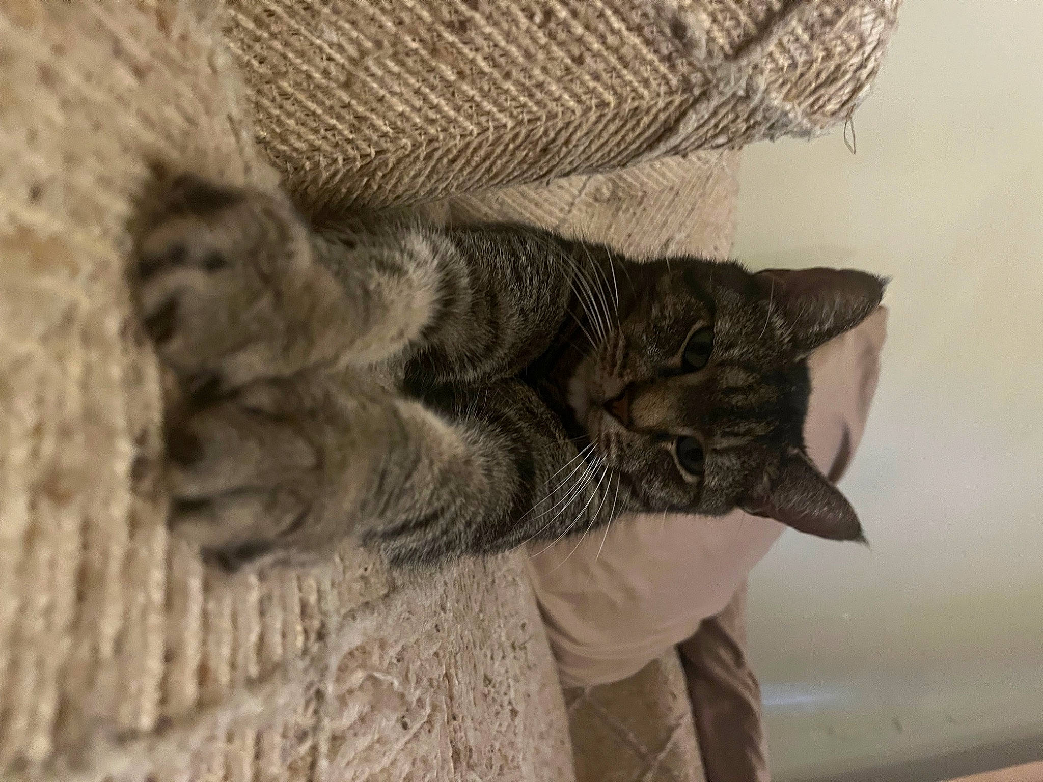 Simba joined the competition — help win amazing prizes! carnivore, cat, claw, comfort, domestic_short_haired_cat, felidae, fur, grey, monochrome, nap, paw, sleep, small_to_medium_sized_cats, snout, tail, tree, whiskers, window, wood, wool