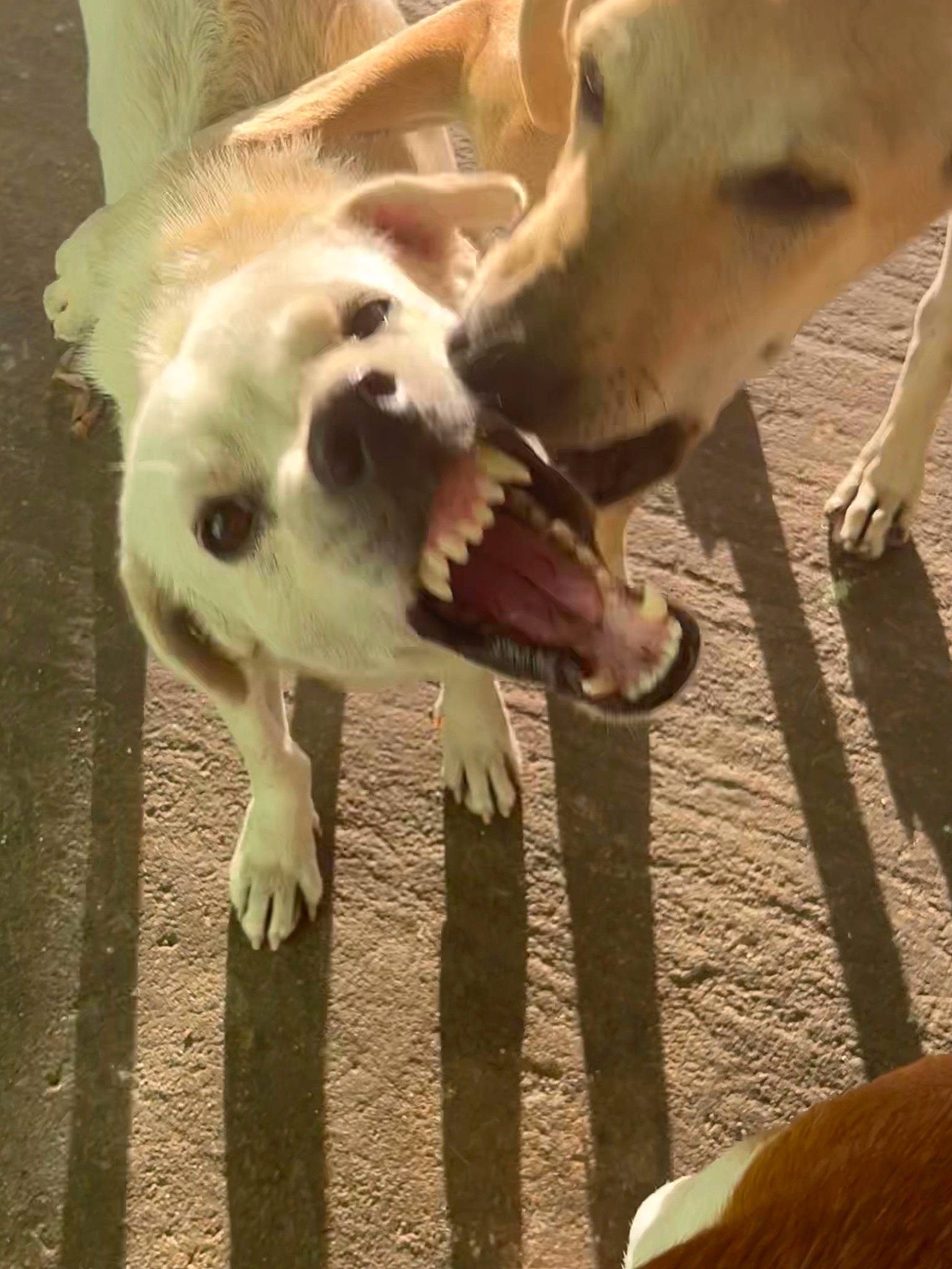 Rocky joined the competition — help win amazing prizes! carnivore, companion_dog, dog, dog_breed, fang, fawn, felidae, happy, jaw, mammal, paw, snapshot, snout, sporting_group, street_dog, tail, vertebrate, whiskers, wood, working_animal