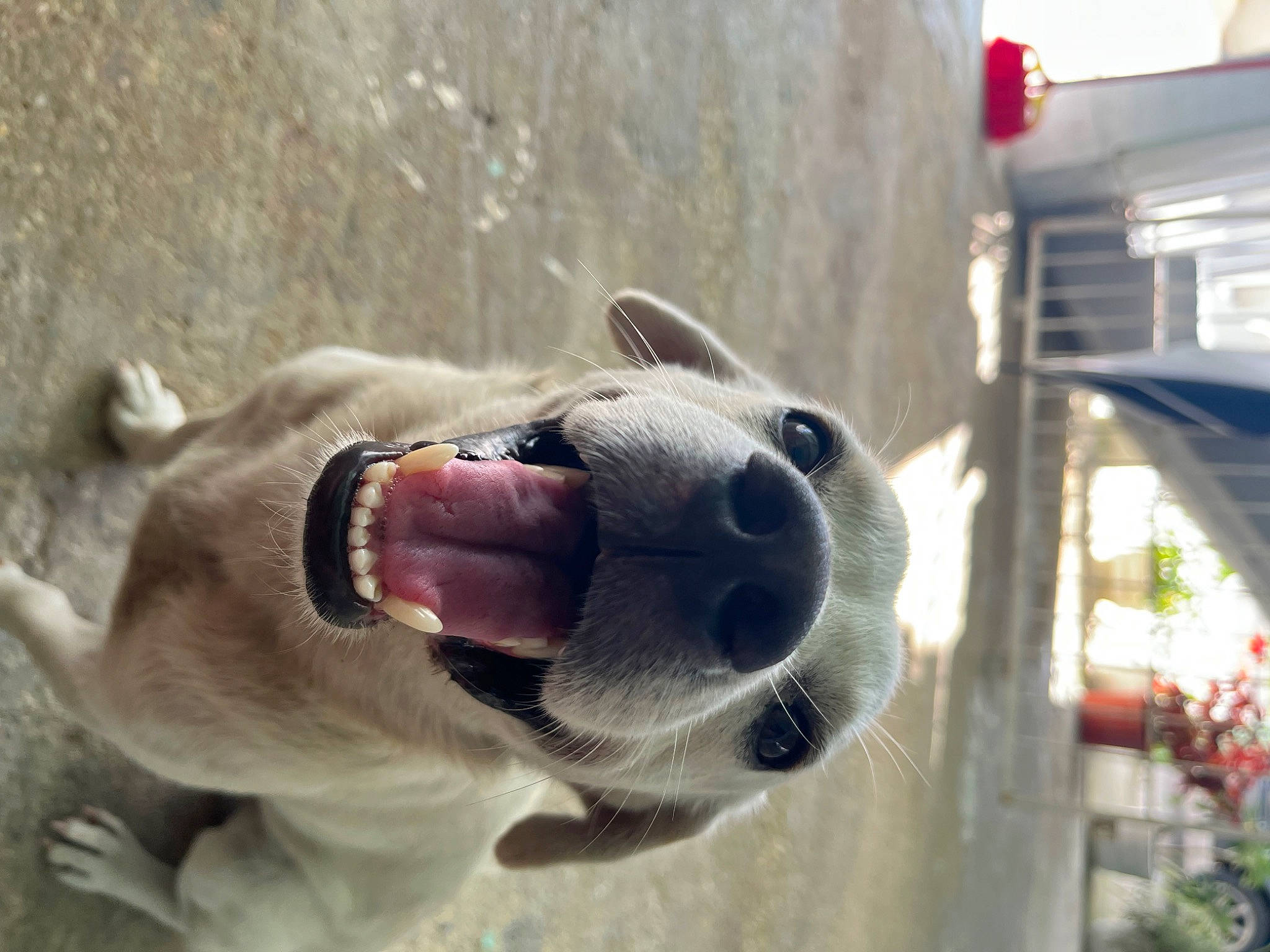 Rocky is registered to the contest to win money with this photo: canidae, carnivore, collar, companion_dog, dog, dog_breed, dog_collar, eye, fawn, fur, head, leash, pack_animal, pet_supply, plant, snout, sporting_group, terrestrial_animal, whiskers, working_animal