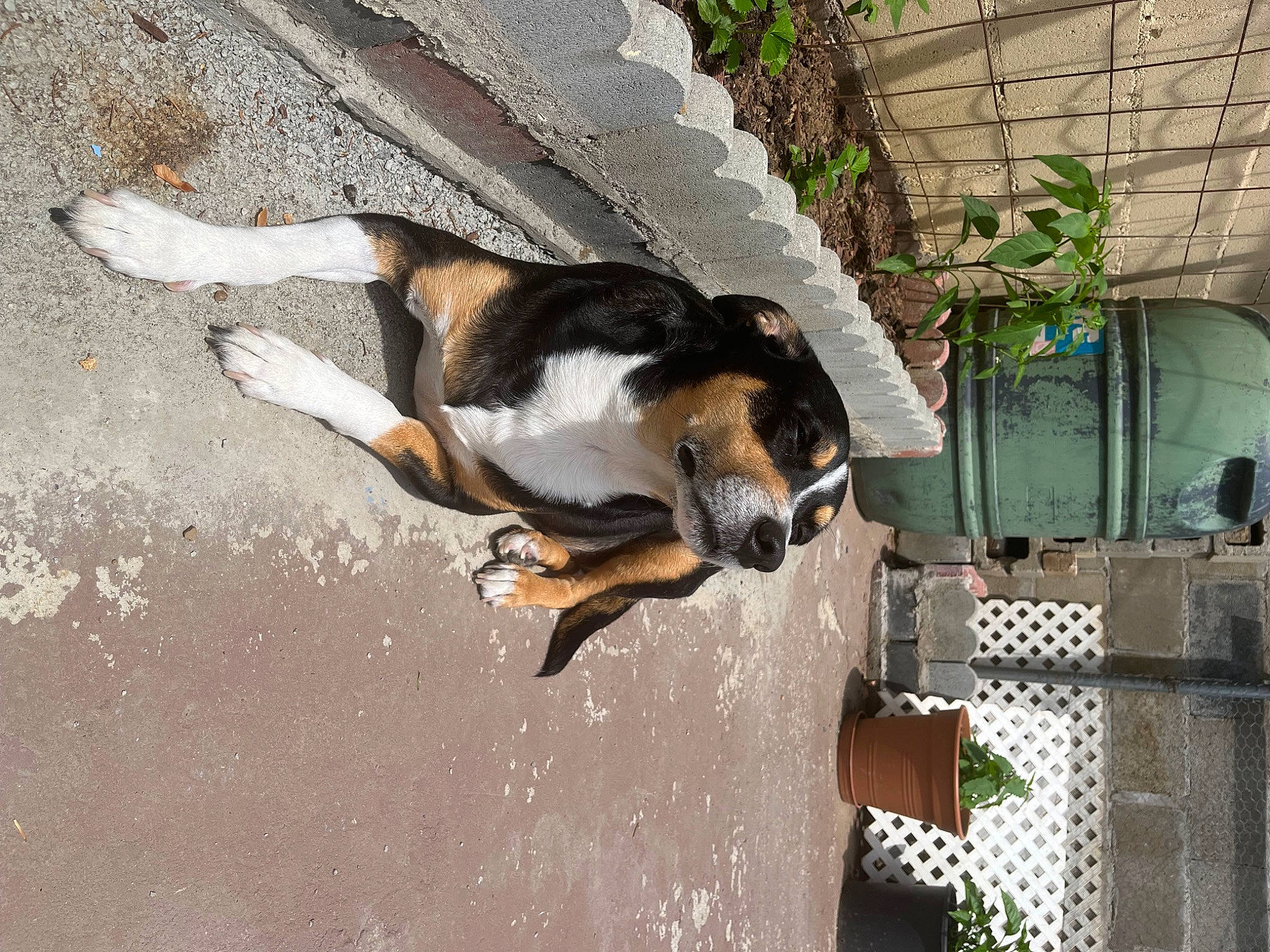 Reginald joined the competition — help win amazing prizes! canidae, carnivore, companion_dog, dog, dog_breed, fawn, felidae, finnish_hound, fur, grass, hound, mesh, pet_supply, plant, scent_hound, snout, sporting_group, tail, terrestrial_animal, working_dog