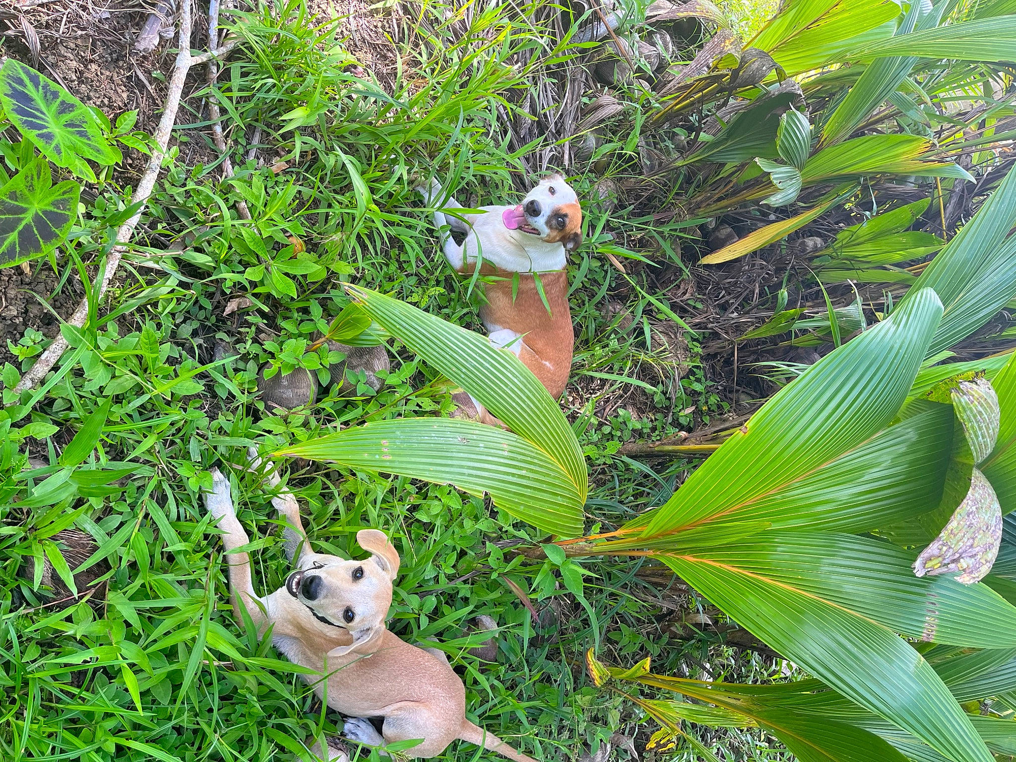 Girl is registered to the contest to win money with this photo: arecales, botany, carnivore, companion_dog, dog, fawn, flowering_plant, grass, grass_family, groundcover, jungle, leaf, leisure, palm_tree, plant, terrestrial_animal, terrestrial_plant, tree, vascular_plant, vegetation