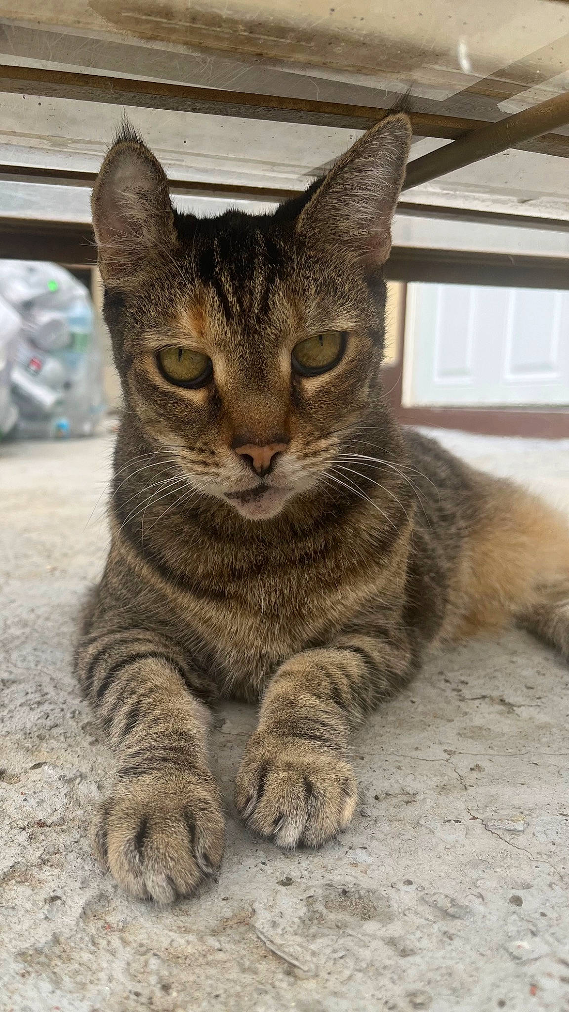 Laila is registered to the contest to win money with this photo: carnivore, cat, claw, domestic_short_haired_cat, felidae, fur, paw, small_to_medium_sized_cats, snout, tail, terrestrial_animal, whiskers, wildlife, window