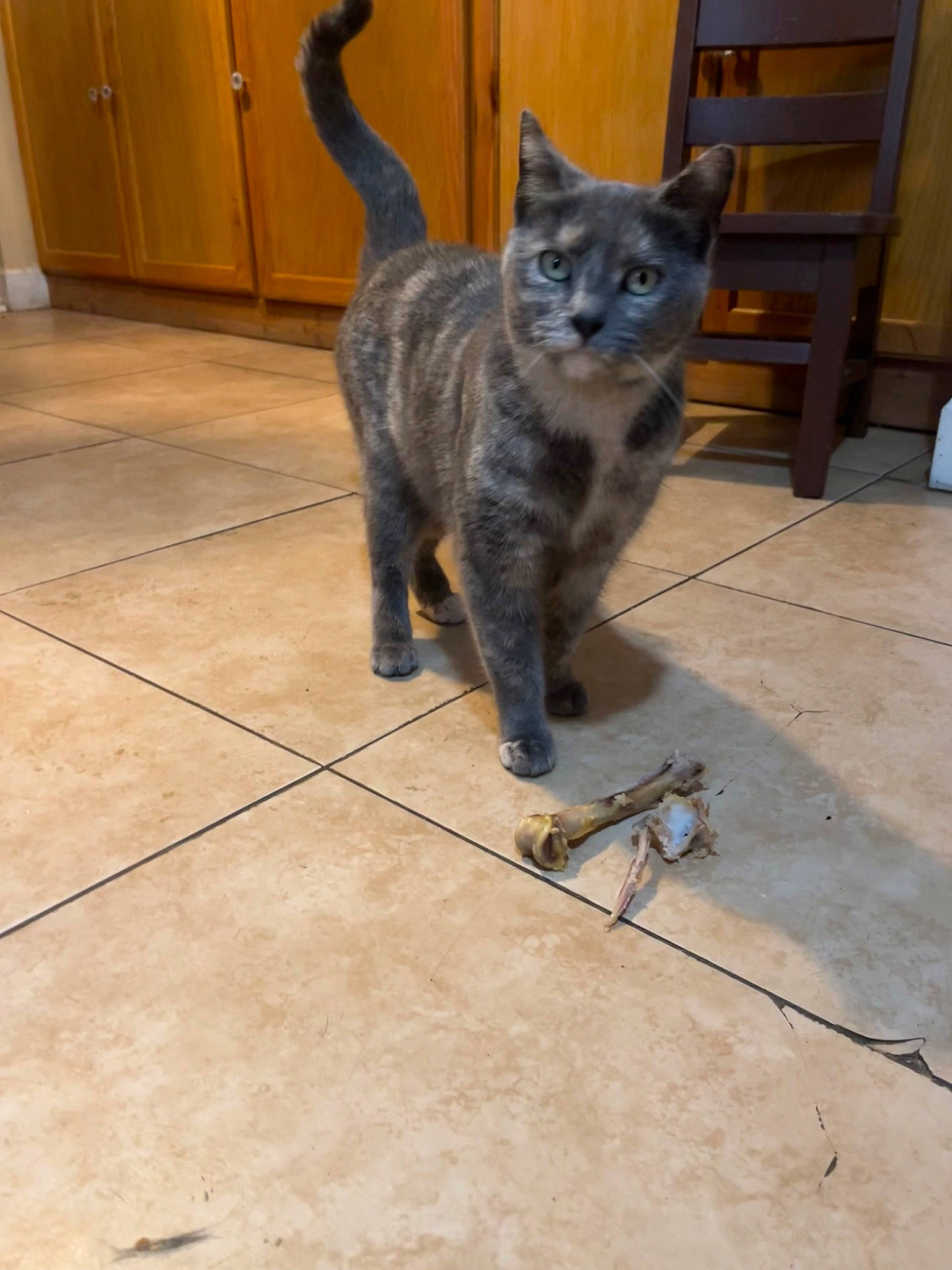 Ashley joined the competition — help win amazing prizes! black_cat, carnivore, cat, domestic_short_haired_cat, door, felidae, floor, flooring, fur, grey, hardwood, russian_blue, shadow, small_to_medium_sized_cats, snout, tail, terrestrial_animal, tile_flooring, whiskers, wood