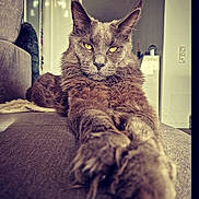 Simba a rejoint le concours — aidez-le/la à gagner de superbes lots ! animal, cat, close_up, couch, cozy, domestic_cat, ears, fur, furniture, gray_cat, house, indoor, long_hair, paw, pet, portrait, relaxed, stretching, whiskers, yellow_eyes
