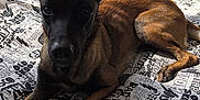 Laïka participe au concours pour gagner de l'argent avec cette photo : dog, bed, blanket, text_pattern, ears, animal, pet, indoor, resting, fur, brown, black, looking, curious, laying, comfortable, light, shadow, room, radiator