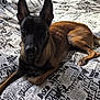animal, bed, black, blanket, brown, comfortable, curious, dog, ears, fur, indoor, laying, light, looking, pet, radiator, resting, room, shadow, text_pattern