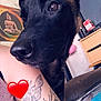 Laïka participe au concours pour gagner de l'argent avec cette photo : dog, german_shepherd, close_up, tattoo, arm, heart_emoji, indoor, furniture, painting, buddha, television, drawer, couch, curious, pet, animal, brown, black, ears, whiskers