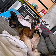 Laïka participe au concours pour gagner de l'argent avec cette photo : dog, couch, blanket, pillow, living_room, electronics, speaker, remote_control, relaxed, upside_down, fur, pet, indoor, comfort, home, resting, paw, nose, ears, furniture