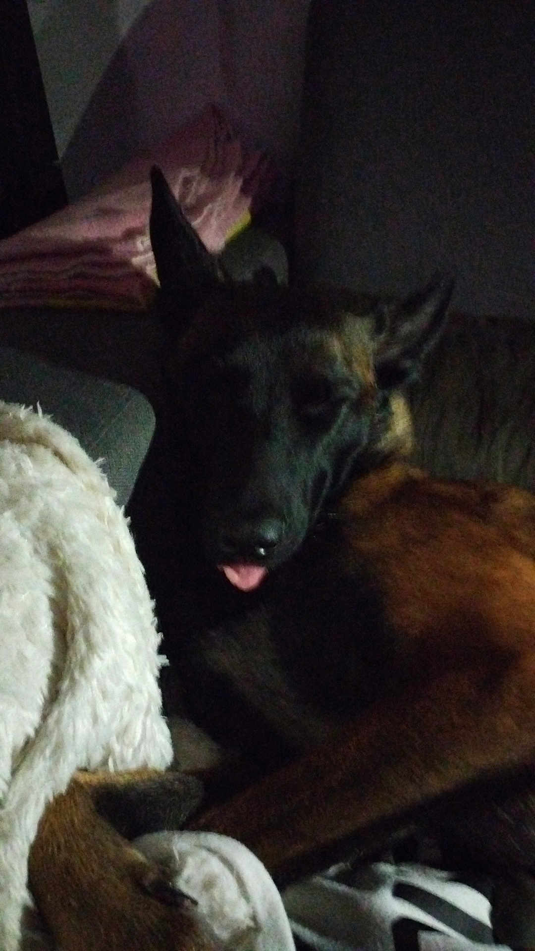 Laïka